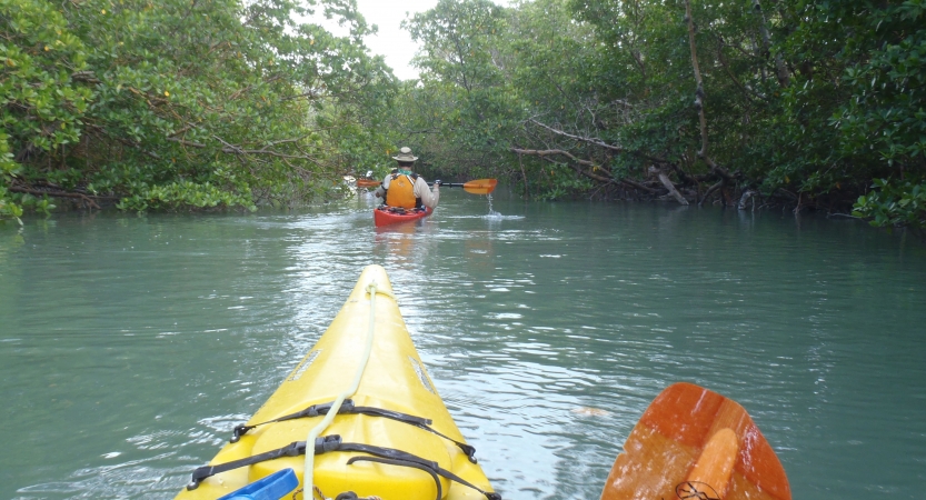 a group of kayaks are paddled through still water surrounded by trees